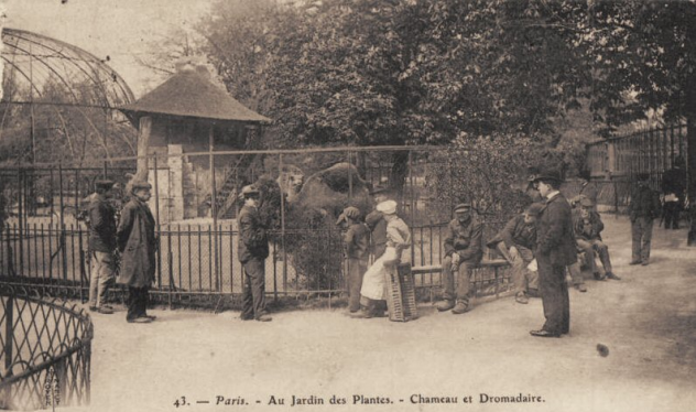 Paris au jardin des plantes - chameau et dromadaire